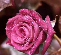 最漂亮的玫瑰花图片，放下了固执，都只是因为放不下你