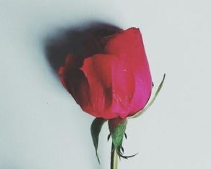 小清新玫瑰花图片，寻得你，我就拥有了全世界的花开颜色