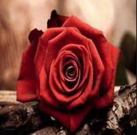 凋谢的玫瑰花图片唯美，我的名字也将很快被人遗忘