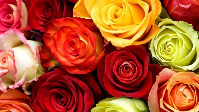 彩色玫瑰花图片，我愿用我一辈子的温暖和宠爱来与你看尽繁华如梦的今生来世