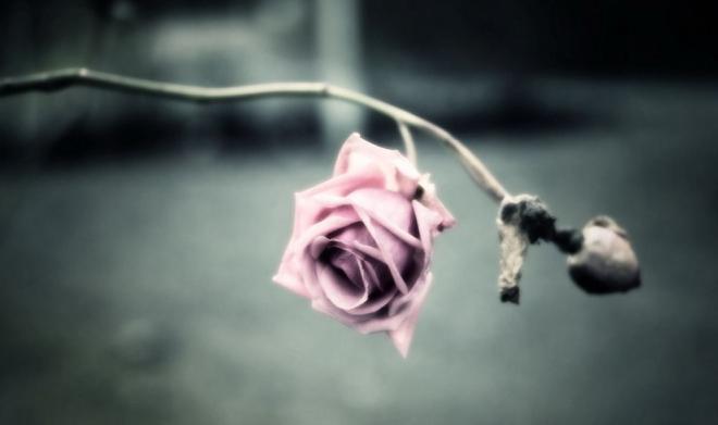玫瑰花伤感图片，你若盛开，蝴蝶自来，你若精彩，天自安排