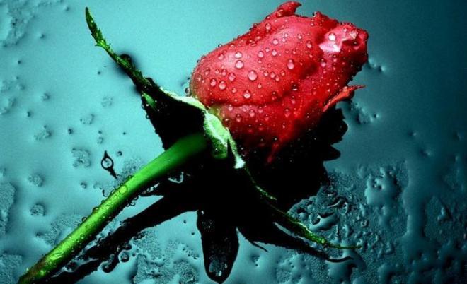 一支玫瑰花唯美图片，给心灵留一方净土，给生活留一个梦想