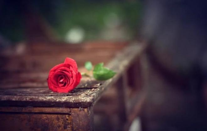 玫瑰花唯美图片一朵，跳也是自己跳的，最后爬不出来的也是自己
