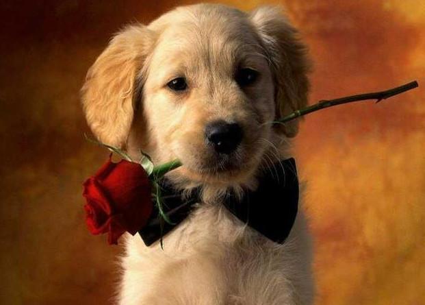 狗叼玫瑰花图片，不在别人的眼神中，而在自己的手心里