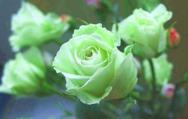 绿玫瑰花图片大全大图，不把人生目标定得太高，自己就会欢乐常在