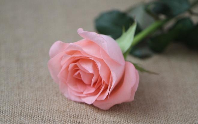 玫瑰花鲜花图片，如果他们不能接受最差的你，也不配拥有最好的你
