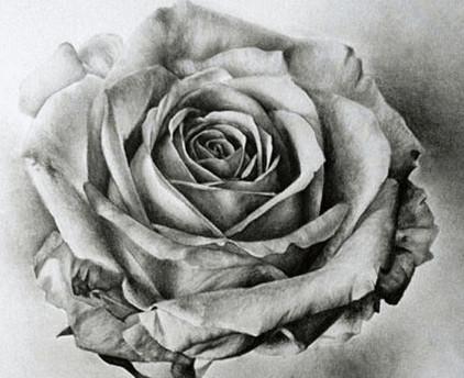 画玫瑰花的图片，学业的压力，爱的惶惶不可终日