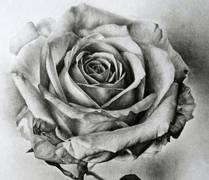 玫瑰花图片画法，如果不能扶，那么不推也是一种善良