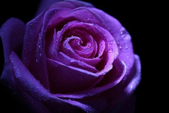 紫色玫瑰花图片大全，人生路很长，却要慢慢走