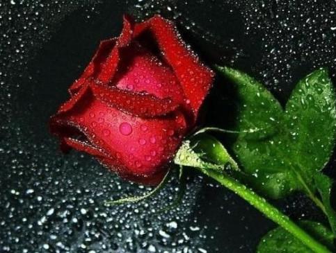 唯美一枝玫瑰花图片，我爱你，与你无关