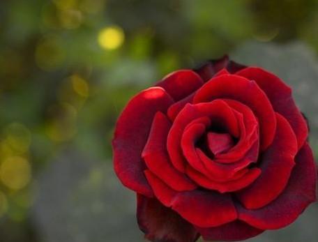玫瑰花的图片头像大全，意味着心里不再有对方的位置，而不再想起