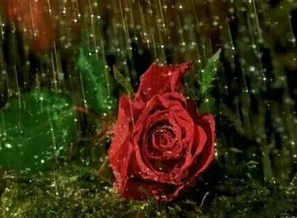 雨中玫瑰花图片唯美，初恋是人生最美好的、但也是难忘的