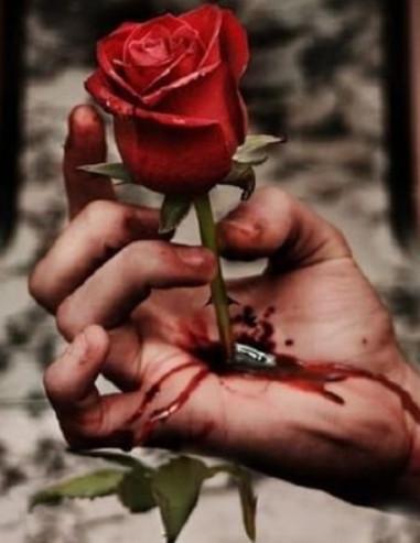 玫瑰花扎手流血图片，那么也便是值得你放下身段去拯救的