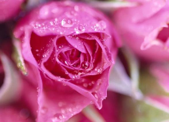 带雨的玫瑰花图片，会不会有一个人在担心失去我