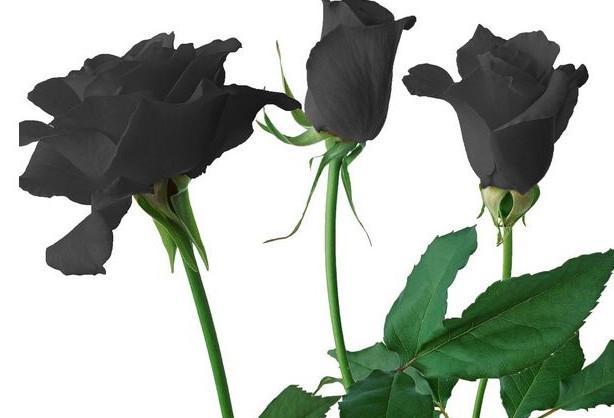 玫瑰花黑色包装图片，我看见远方的寂寞，泪流满面