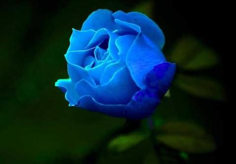 蓝色玫瑰花图片一朵，即便知道不能够在一起，却还会越爱越深
