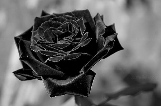 玫瑰花图片黑白，可我们总习惯眺望远方，不肯凝视身旁