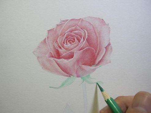 怎么画玫瑰花图片步骤，你必须一个人走，这不是孤独，而是选择