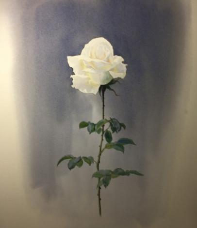 玫瑰花手绘图片教程，在我们记忆中又会留下了什么？