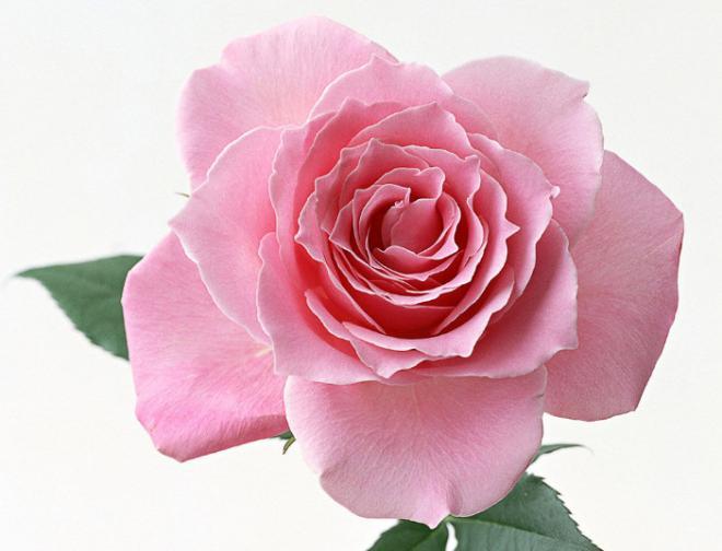 一朵粉玫瑰花图片，一种静心，一种注重心声的倾听