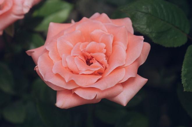 最美丽的玫瑰花图片，情与情，有真才相生