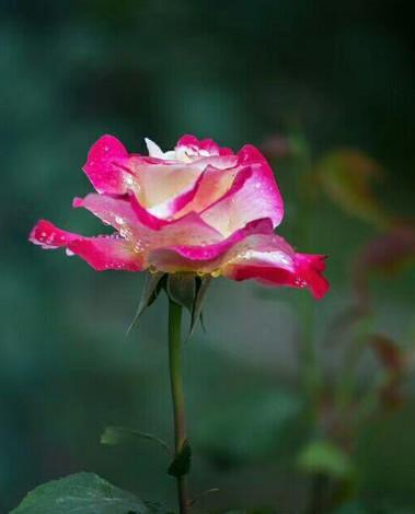 雨后的玫瑰花图片，只要你拼博过，尽力过，一切问心无愧