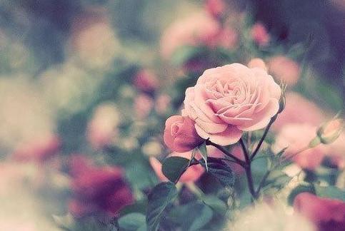 手拿粉色玫瑰花图片，必有回响，成功会感应你所付出的一切