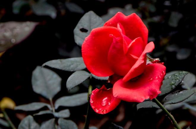 下载一朵玫瑰花的图片，大概一个人久了，可以忍受的孤独指数也在不断增加