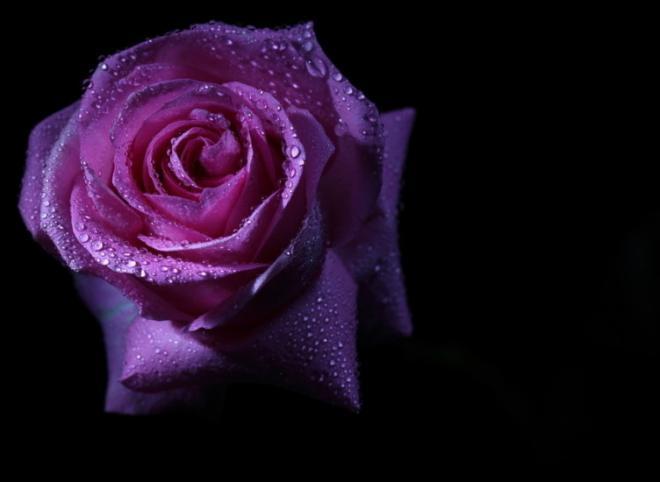 好看紫玫瑰花图片，在您心里，我永远都是您最大的牵挂