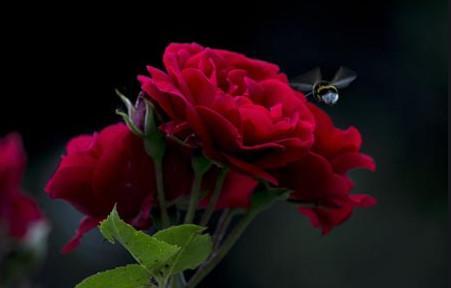 玫红色的玫瑰花图片，一种温暖于心才会绽放花蕾，暗香美丽了心野