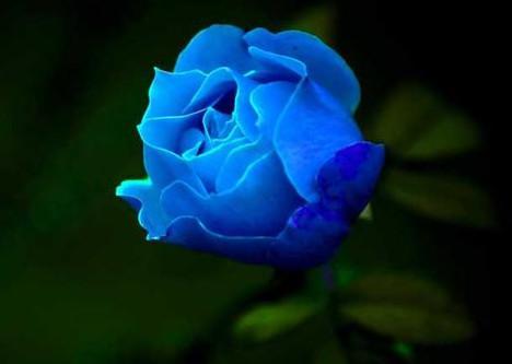 一朵蓝色玫瑰花图片，希望化座一颗小树，矗立在你每天经过的路旁