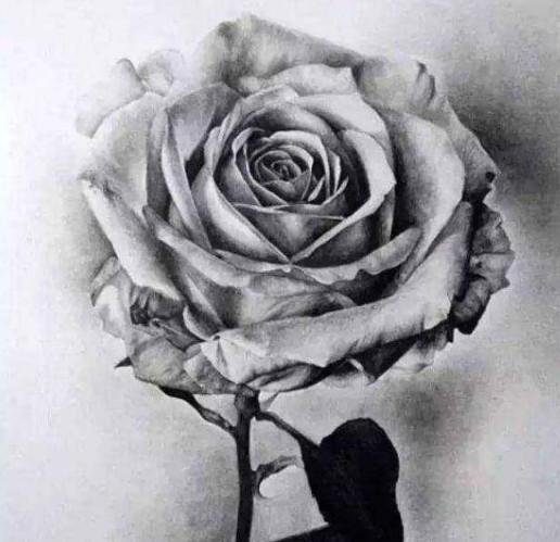 素描玫瑰花画图片大全，做挚爱这个世界的人