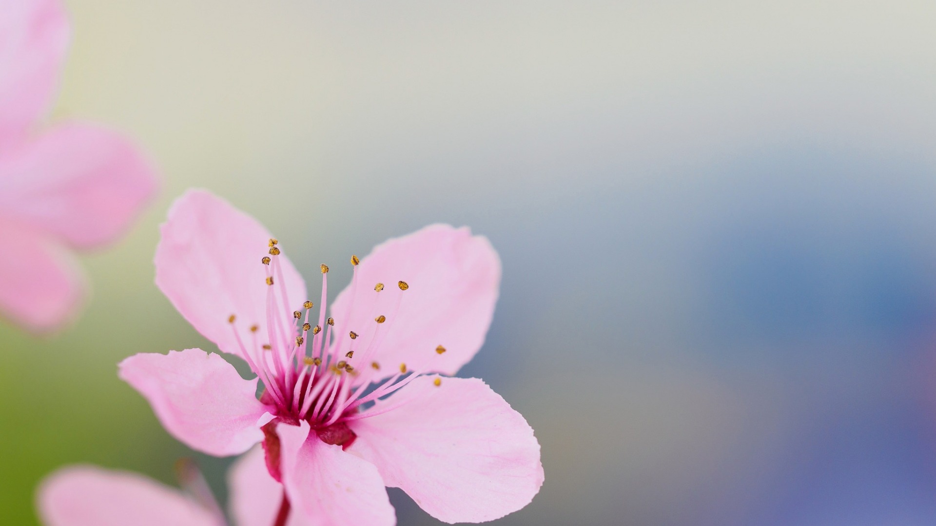 微距花卉摄影作品欣赏